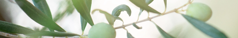 OLIVE LEAF (OLEA EUROPAEA)