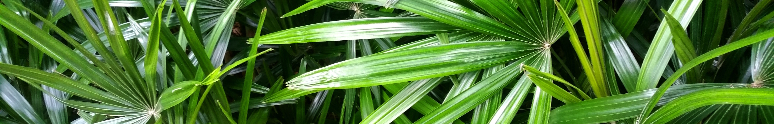 SAW PALMETTO BENEFITS FOR MEN (SERENOA REPENS)