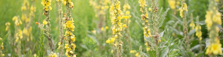 What is mullein image