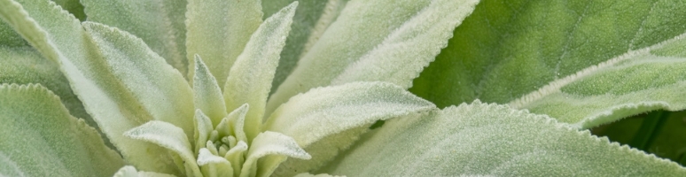 The mullein leaf image