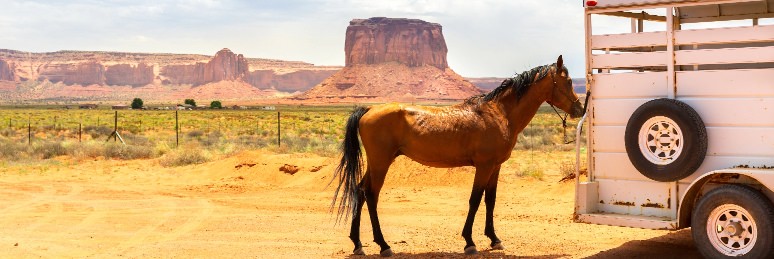 Horse standing by a trailer