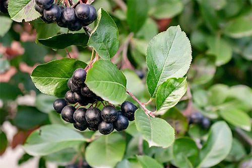 aronia berry