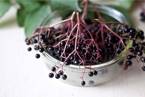 elderberry