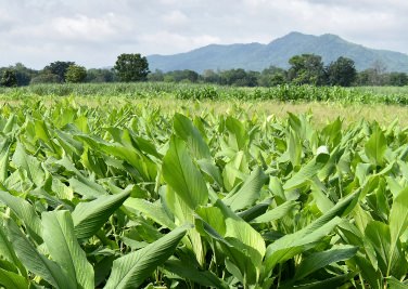 Turmeric Growing