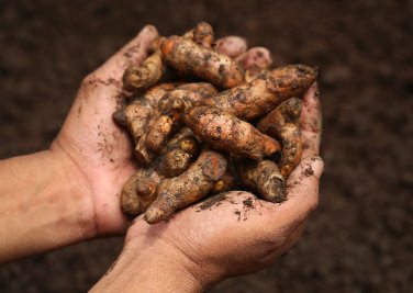 Turmeric Root