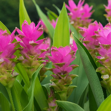 Turmeric Plant