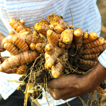 Turmeric Root Intact