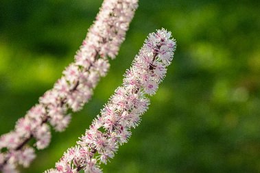 Black Cohosh