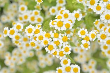 Feverfew