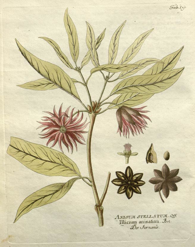 Star Anise, the Asian licorice-like spice