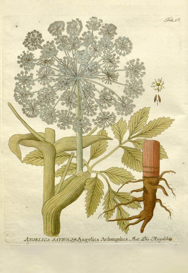 Angelica, the monastery herb