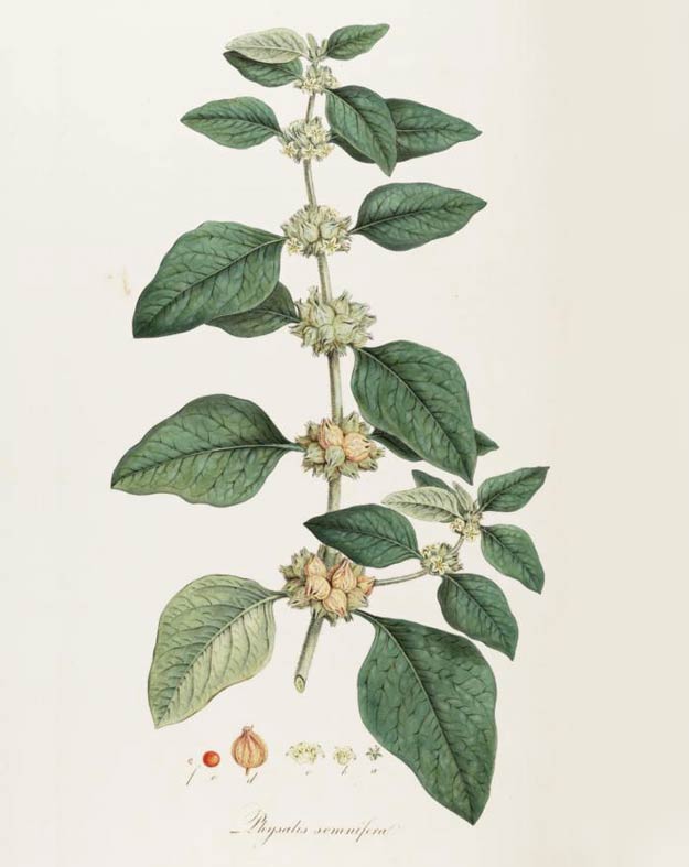 Ashwagandha, the ginseng-like herb