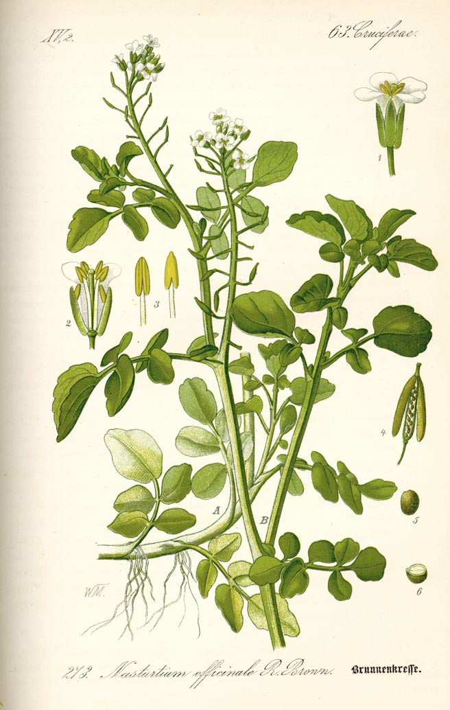 Watercress, the water loving crucifer