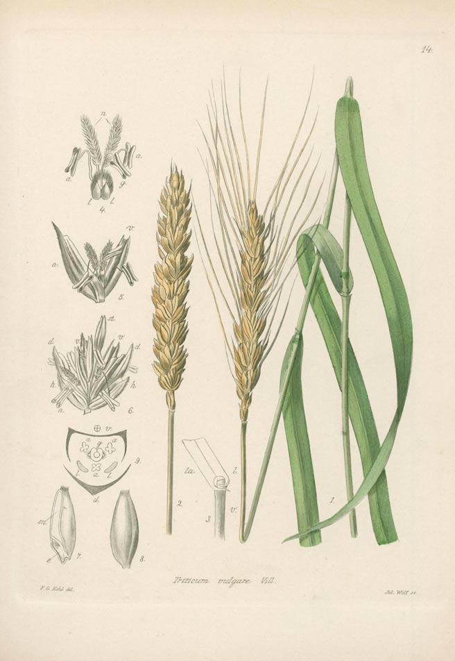 Wheatgrass, nature's true grain