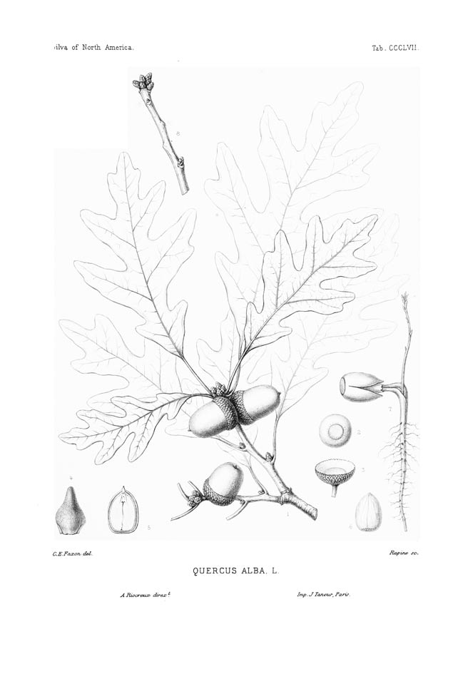 White Oak, the astringent bark