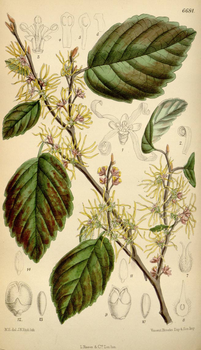 Witch Hazel, the woody, deciduous North American shrub