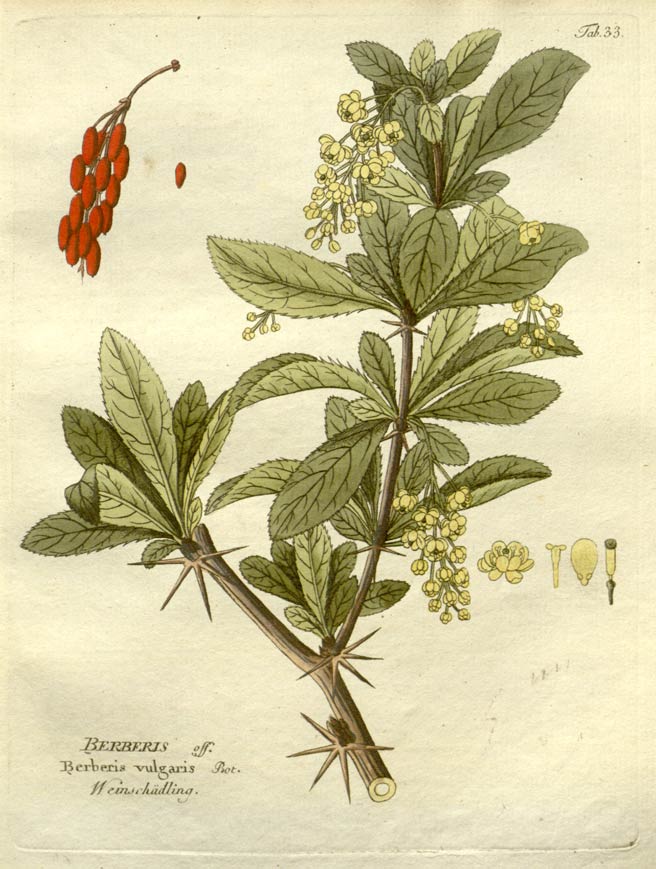 Barberry, the European ornamental landscaping shrub