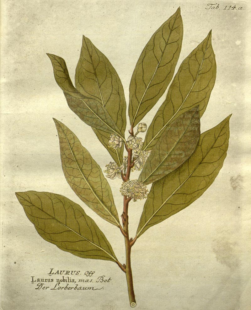 Bay Leaf, the odorful plant