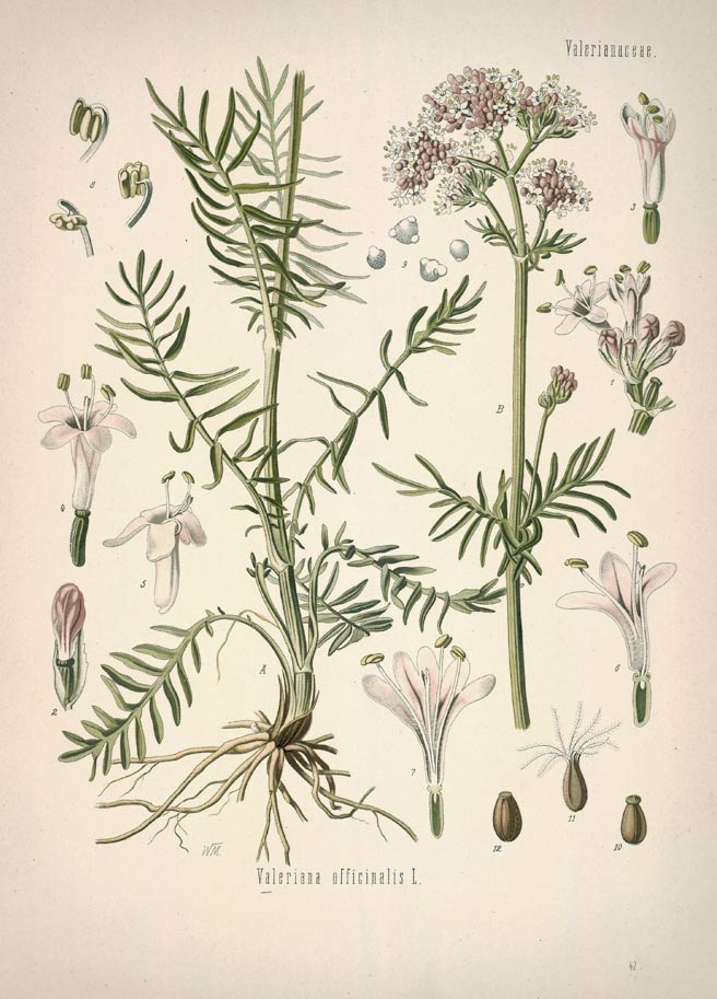 Valerian, the phu plant