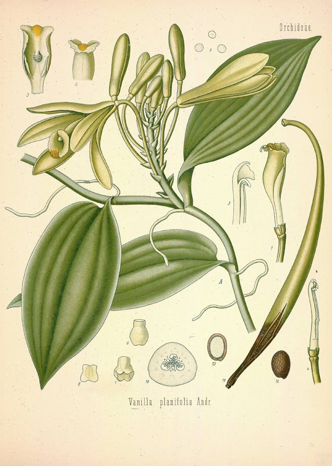 Vanilla, the exotic, floral, and sweet commodity