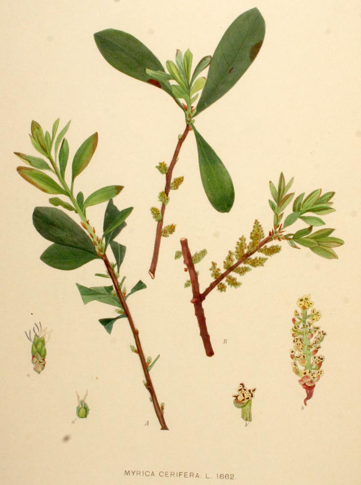 Bayberry, the holiday evergreen tree