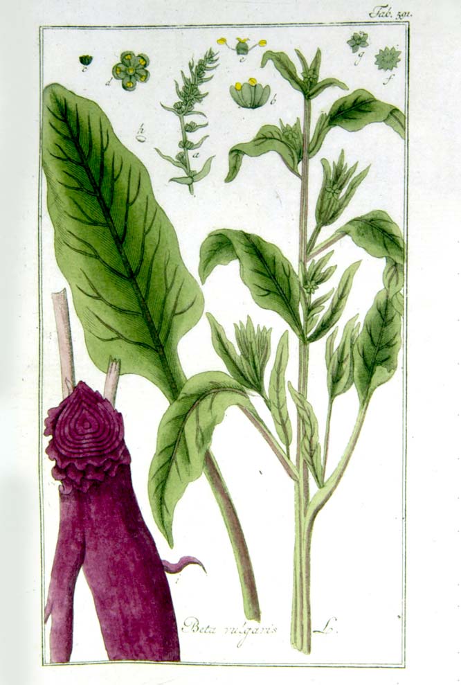 Beet root, the taproot beet