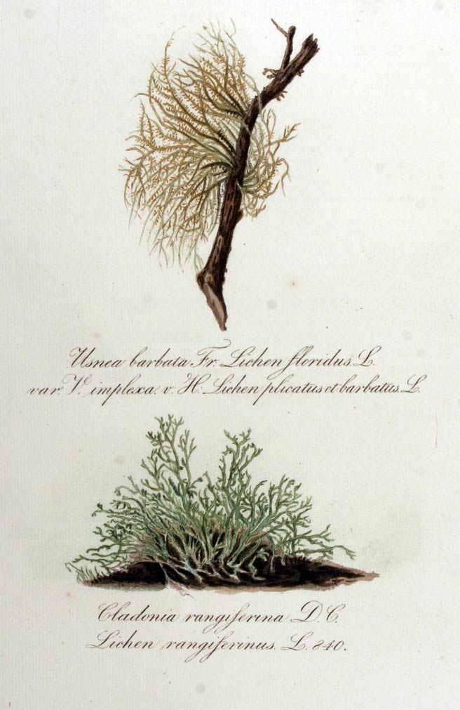 Usnea, the lichen bearded branch cover