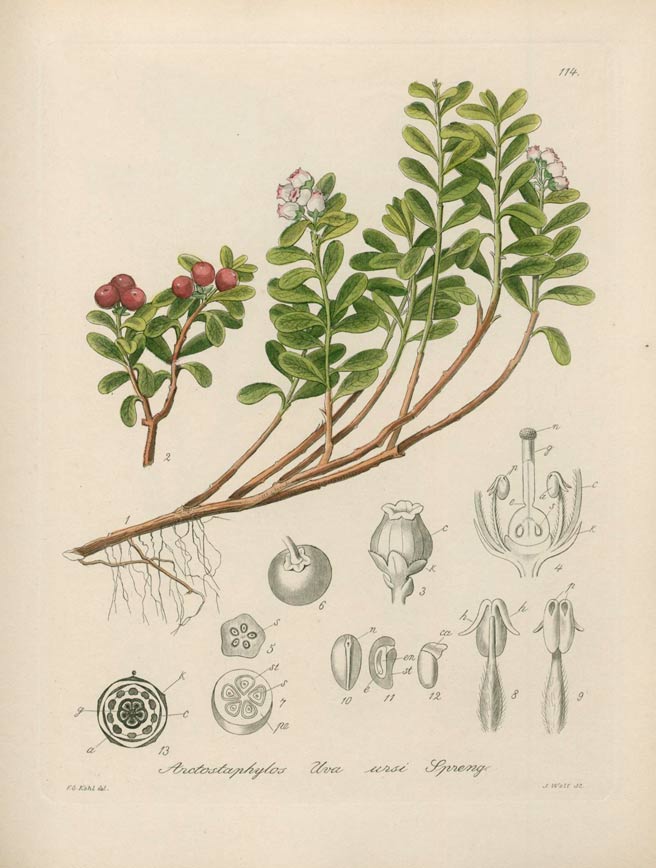 Uva Ursi, the bearberry herb