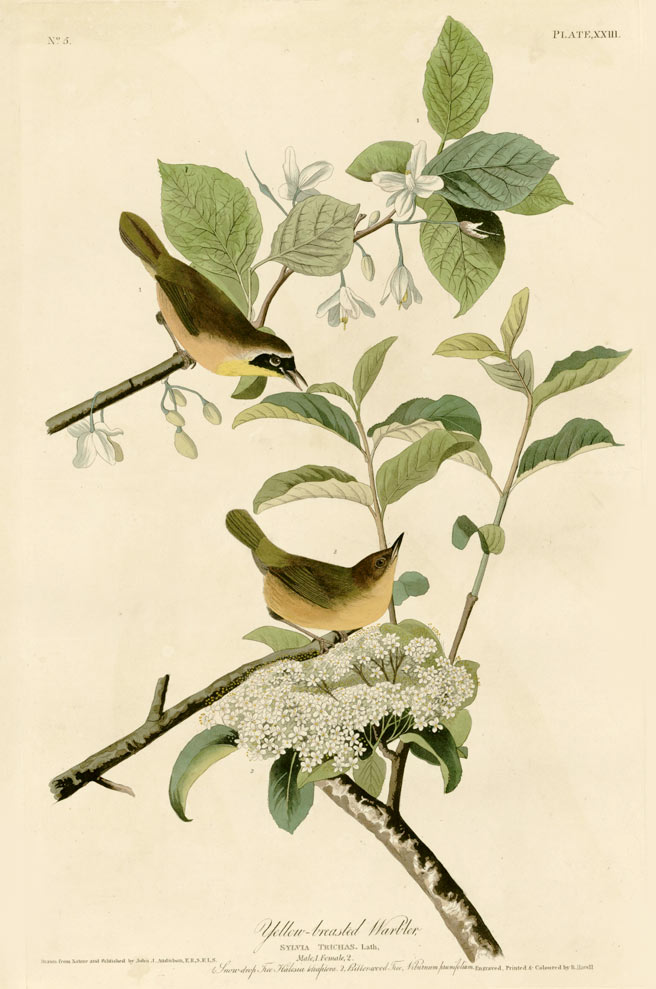 Black Haw, the sweet woodland shrub