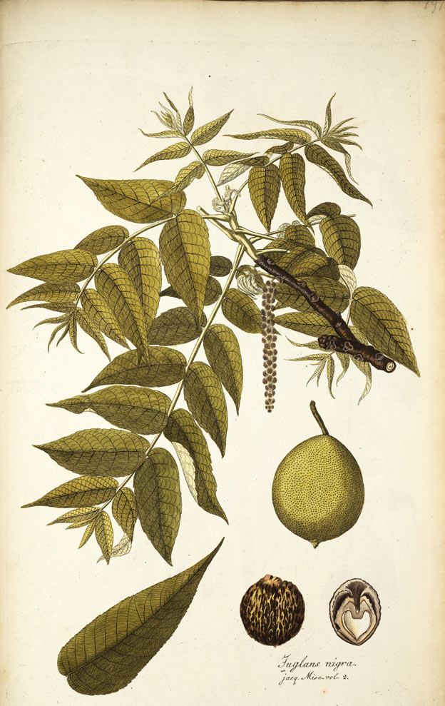 Black Walnut, the hardwood nut tree