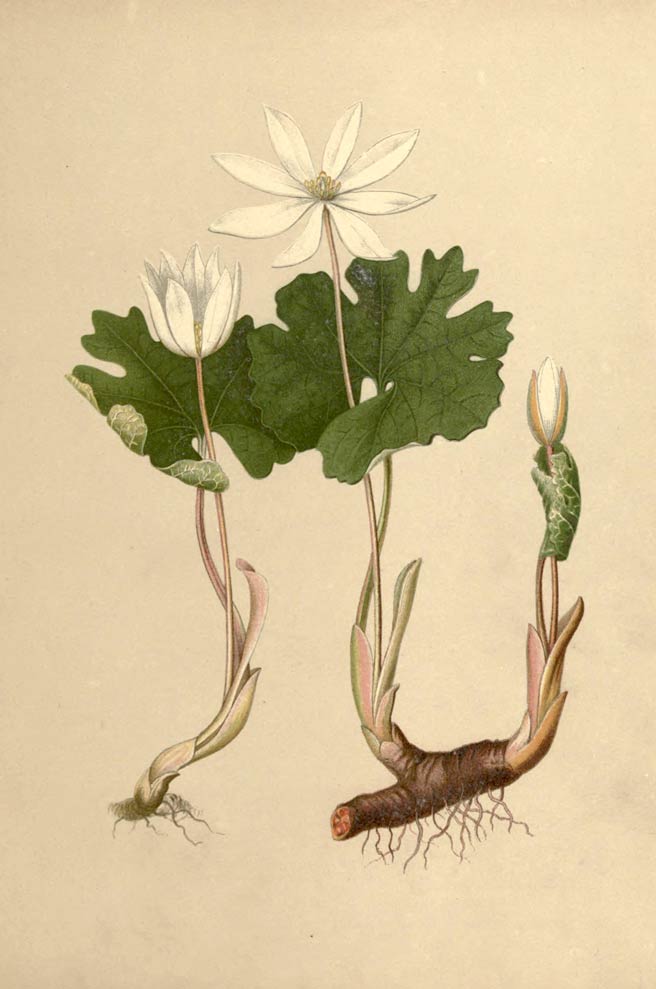 bloodroot root plant blood coon