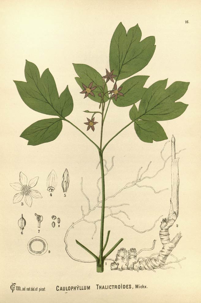 Blue Cohosh, the blueberry root