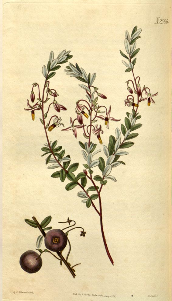 Blueberry, one of the most popular berries
