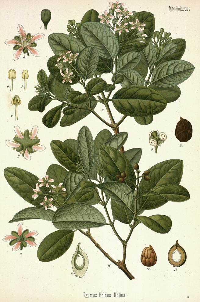Boldo, the bold flavored South American evergreen tree