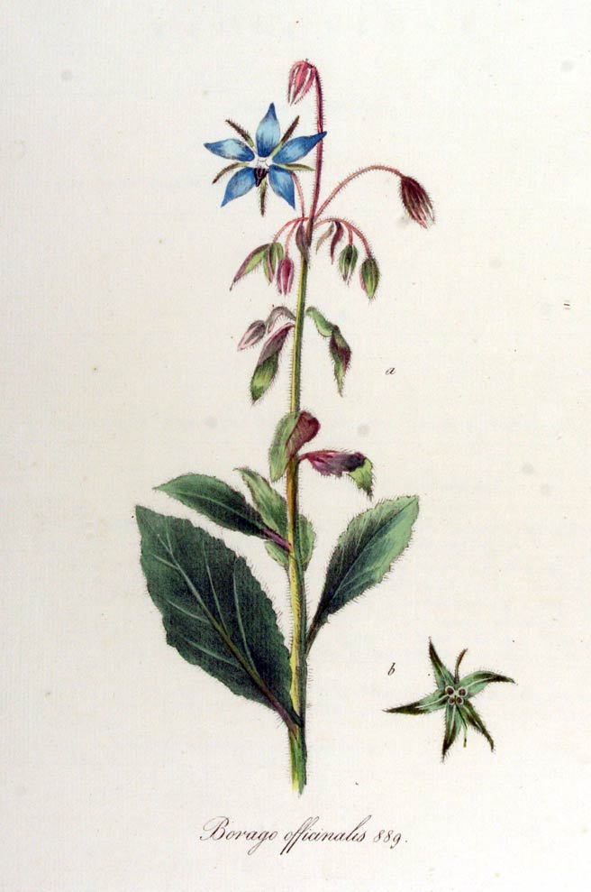 Borage, the bee-attracting herb