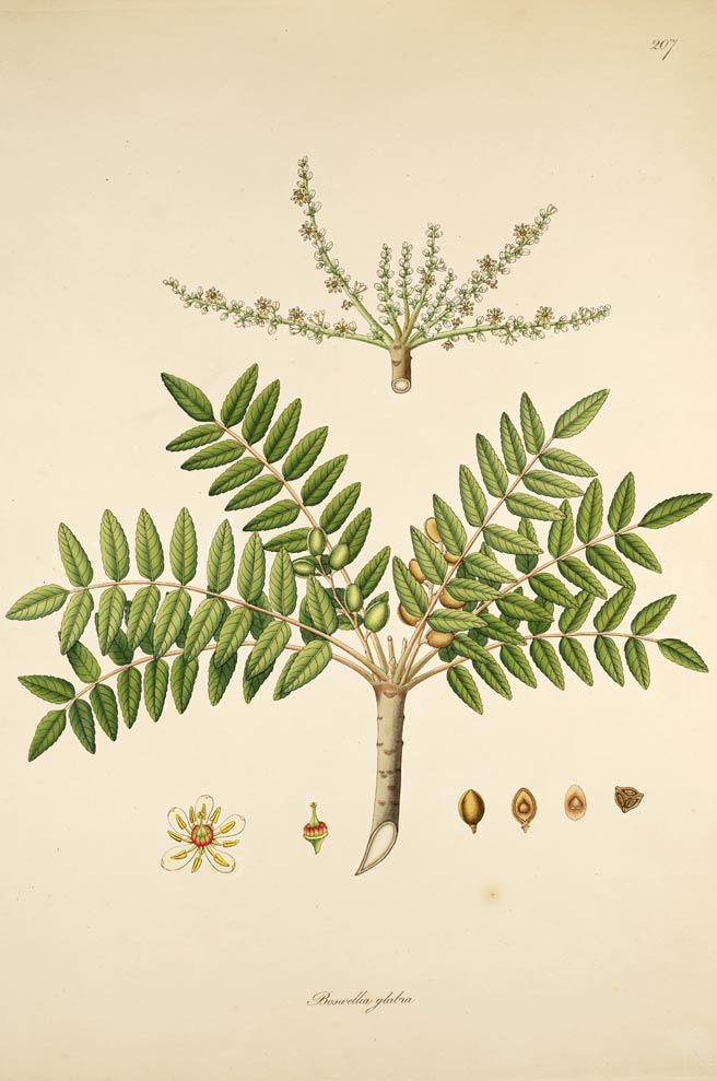 Boswellia Serrata, the Indian frankincense
