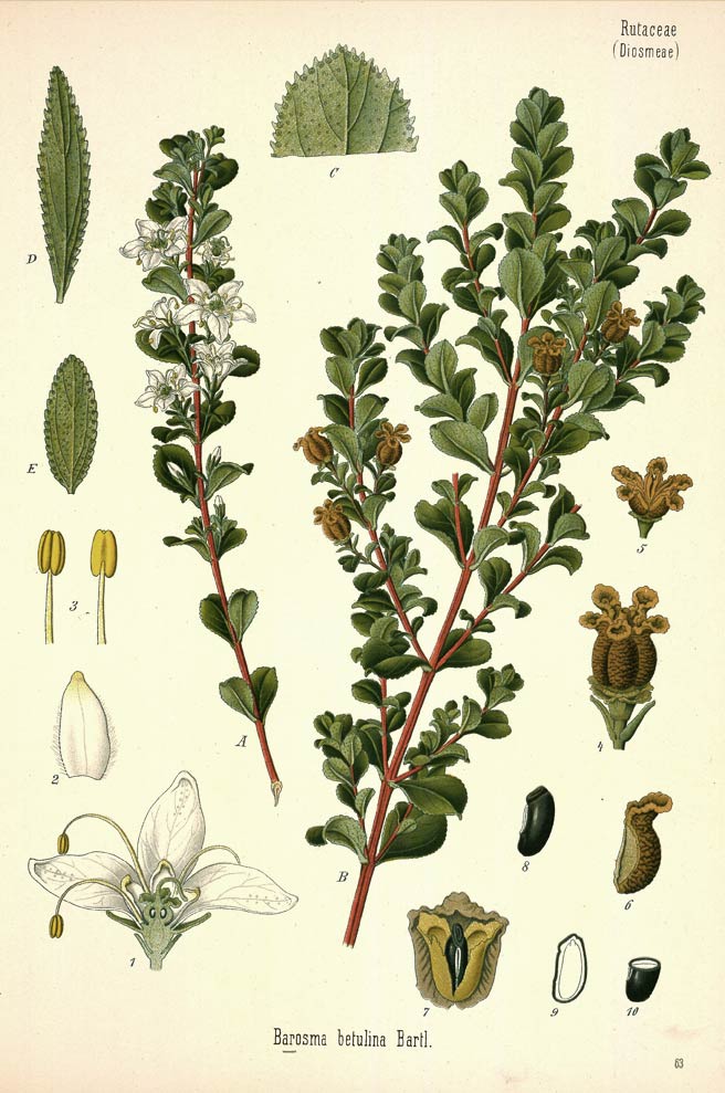 Buchu, the aroma and flavor plant