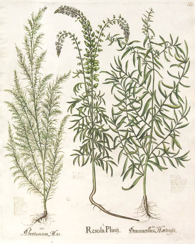 Tarragon, one of the fines herbes