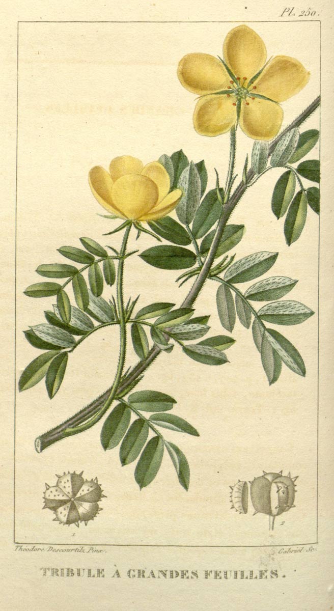 Tribulus Terrestris, the horned herb