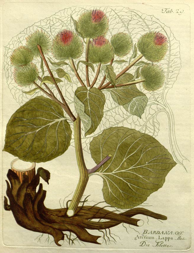 Burdock, the herb with sticking powder