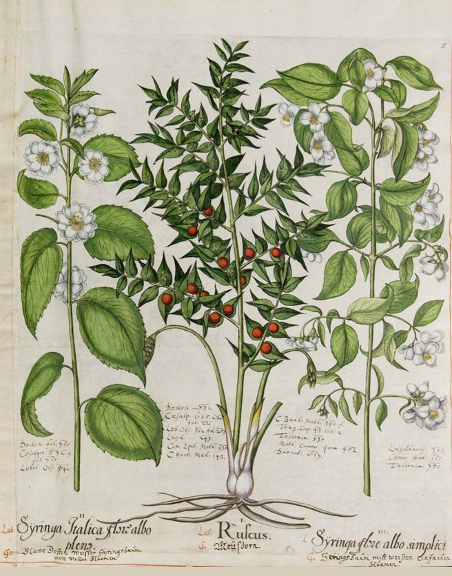 Butcher's Broom, the sweeping herb