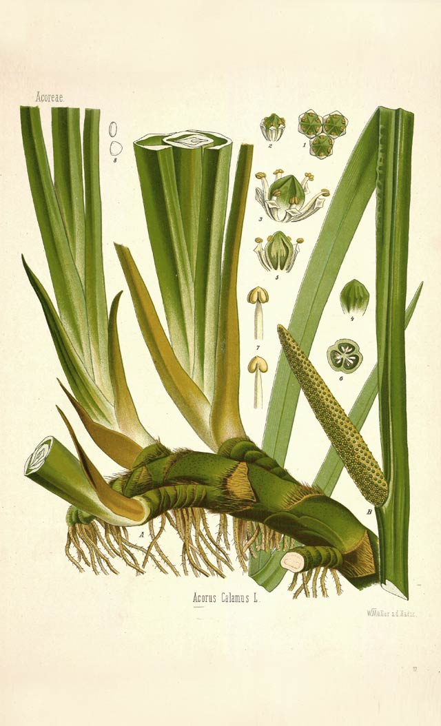 Calamus, the sweet and semi-aquatic plant