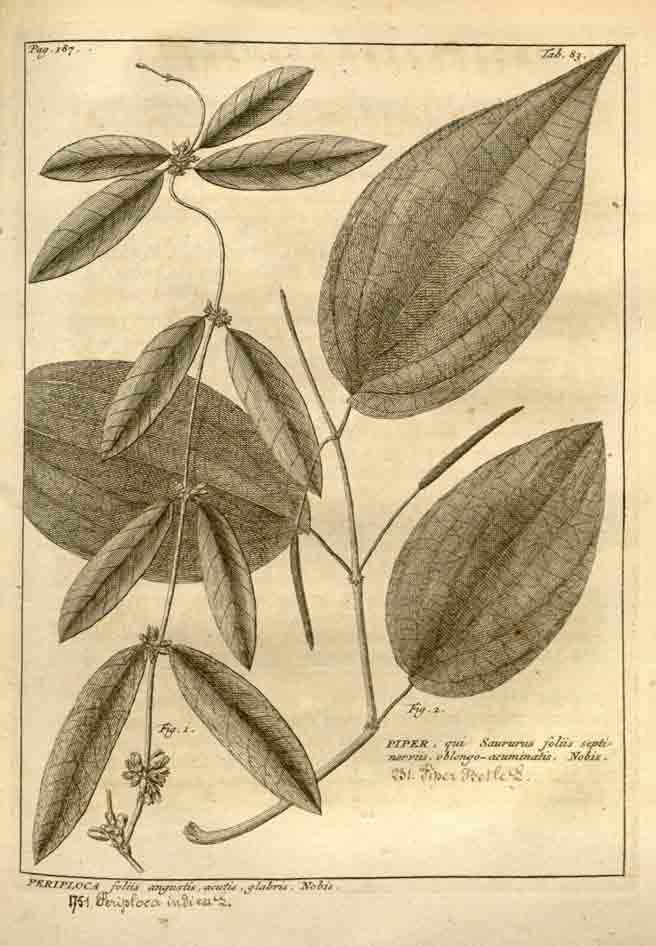Sarsaparilla, the plant that won the Wild West