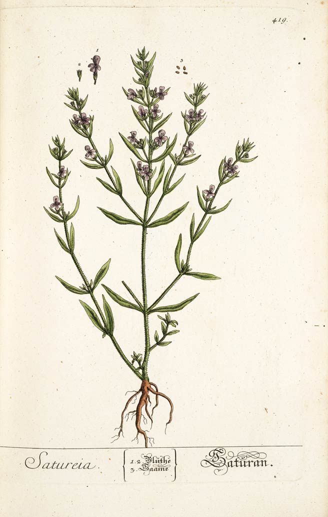 Savory, the sweet summer pot-herb