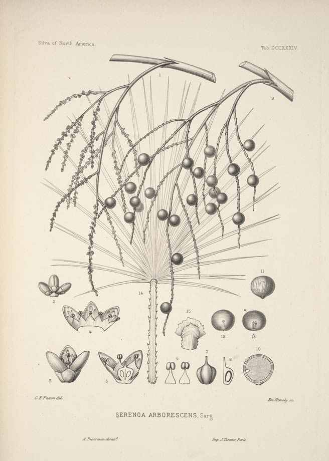 Saw Palmetto, the saw-toothed palm of the sea