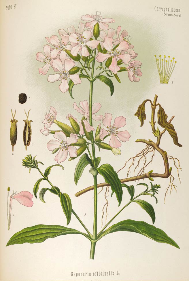 Soapwort, the sweetly scented and sudsy herb