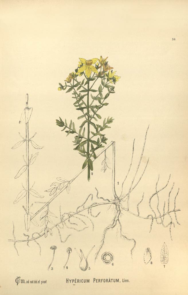 St John's Wort, herb of john the baptist