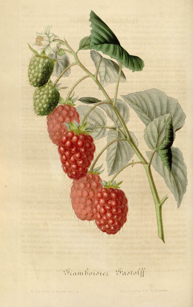 Raspberry, the tea, tonic, and skin toner berry