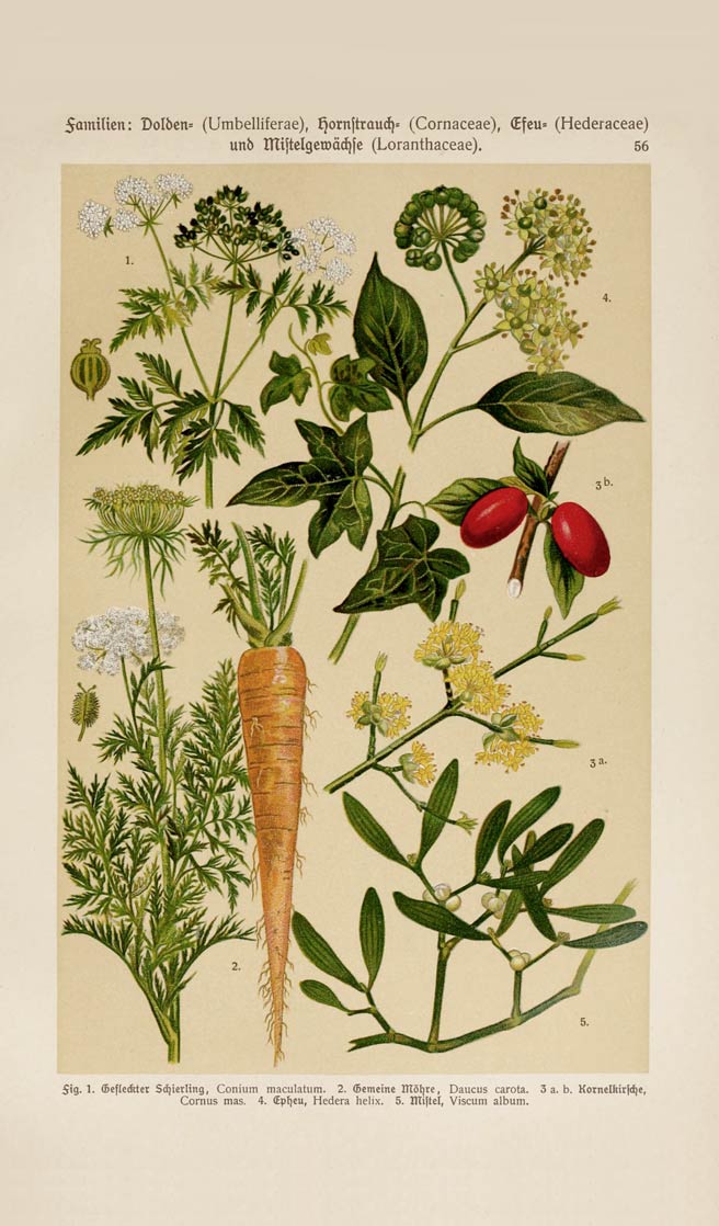 Carrot, one of the key vegetables