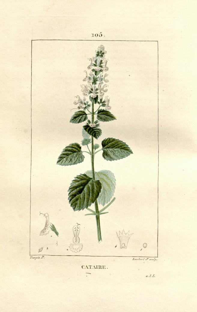 Catnip, the happy-making mint